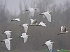 Uccelli ciconiiformi 40 - Airone guardabuoi.jpg
